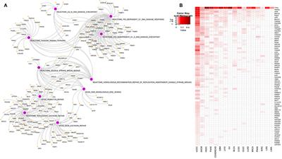 Pan-Cancer Analysis of Potential Synthetic Lethal Drug Targets Specific to Alterations in DNA Damage Response